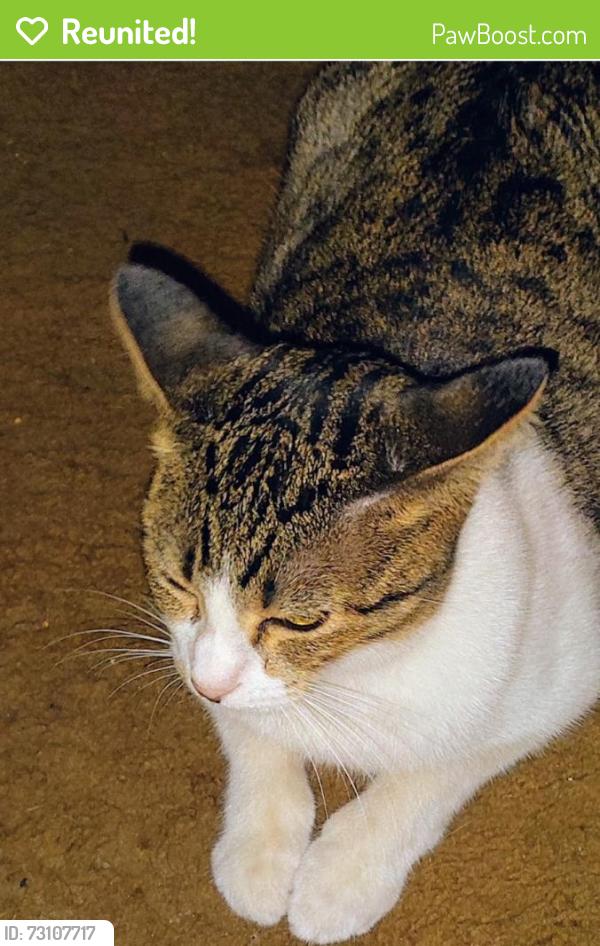 Reunited Female Cat last seen Wimbledon Dr and Bowen Rd, Arlington, TX 76017