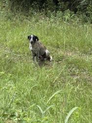 Found/Stray Female Dog last seen CEFCO fuel station, Okaloosa County, FL 32531