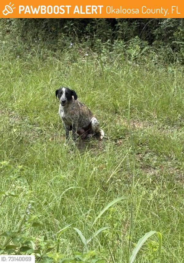 Found/Stray Female Dog last seen CEFCO fuel station, Okaloosa County, FL 32531