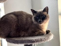 Reunited Female Cat last seen Amanda Way and Brandon Street, Central Point, OR 97502