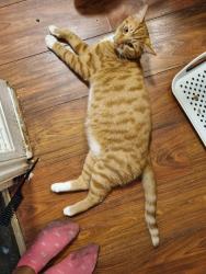 Reunited Male Cat last seen Fernhead Road, Greater London, England 