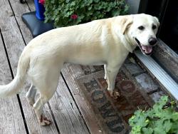 Reunited Male Dog last seen Walker and 37th, Oklahoma City, OK 73118
