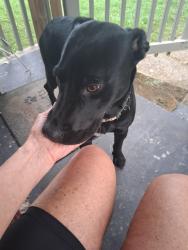 Reunited Female Dog last seen Clemons Road behind post office, Chattanooga, TN 37412