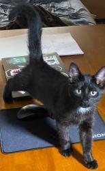 Reunited Male Cat last seen North Rockglen Road and Edmonson Ave, Baltimore, MD 21229