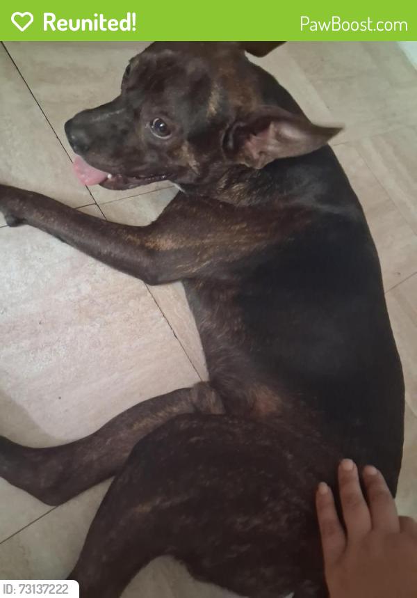 Reunited Male Dog last seen Domaris ave, Lake Wales, FL 33853