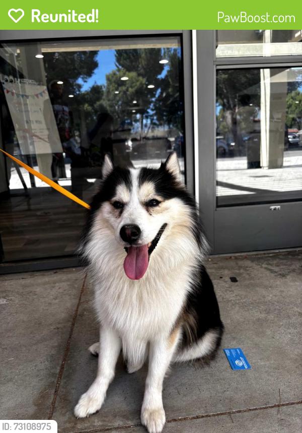 Reunited Male Dog last seen Whites canyon, Santa Clarita, CA 91351