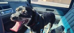 Found/Stray Male Dog last seen 45th Ave. & Orangewood in Glendale, Glendale, AZ 85301