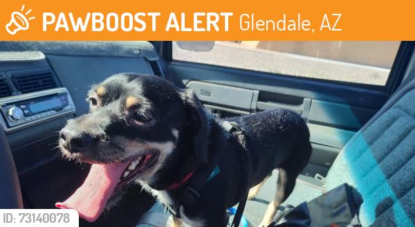 Found/Stray Male Dog last seen 45th Ave. & Orangewood in Glendale, Glendale, AZ 85301