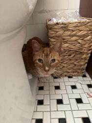 Reunited Unknown Cat last seen Hurlbut and N Newcastle , Chicago, IL 60631
