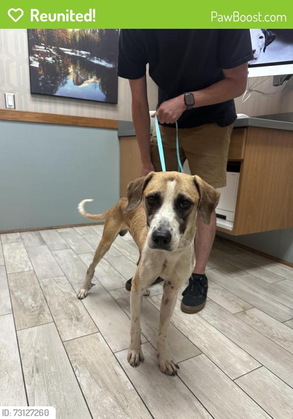 Reunited Male Dog last seen 48th st in between broadway and main, Mesa, AZ 85206