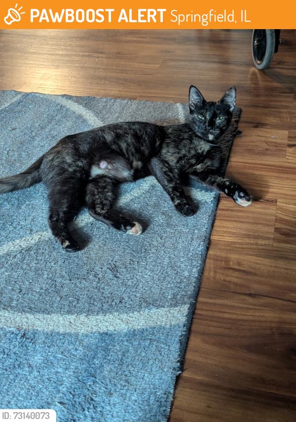 Found/Stray Female Cat last seen Southern View Park, Springfield, IL 62703