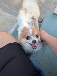 Reunited Unknown Dog last seen Lawson and Arcade, Saint Paul, MN 55106