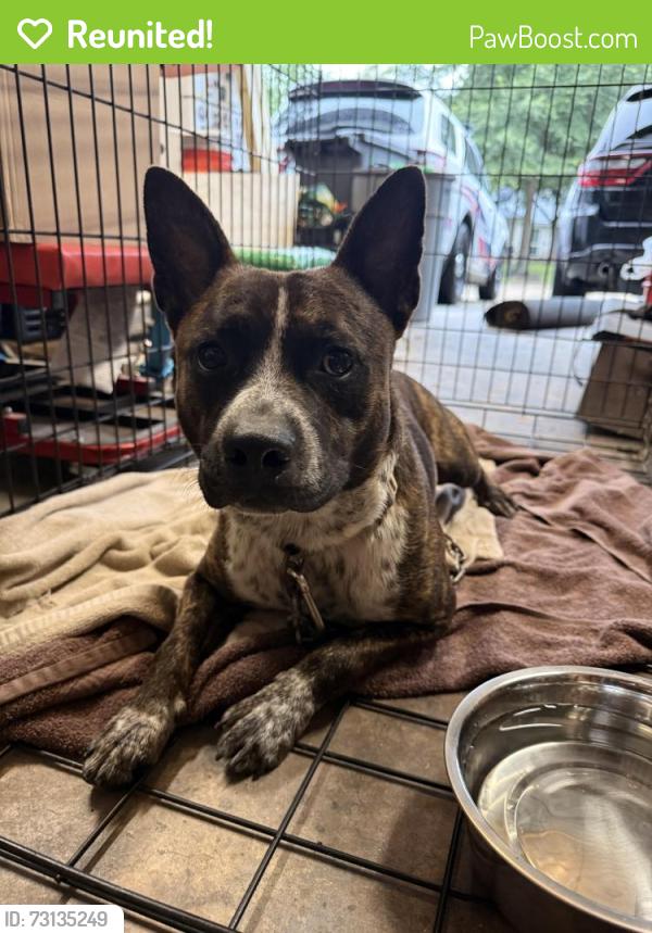 Reunited Male Dog last seen Falvel Dr/Acorn Springs, Harris County, TX 77389