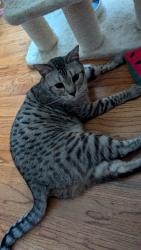 Reunited Male Cat last seen Chateau ridge court, Burnside drive, Woodville Lane, Ellicott City, MD 21042