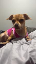 Reunited Female Dog last seen Pleasant Grove Dr, Missouri City, TX 77459, Sienna, TX 77459