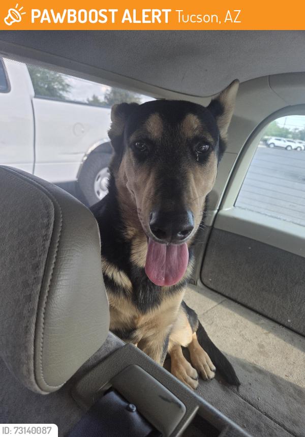 Found/Stray Male Dog last seen Ave santa clara 85756, Tucson, AZ 85706