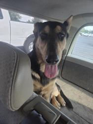 Found/Stray Male Dog last seen Ave santa clara 85756, Tucson, AZ 85706