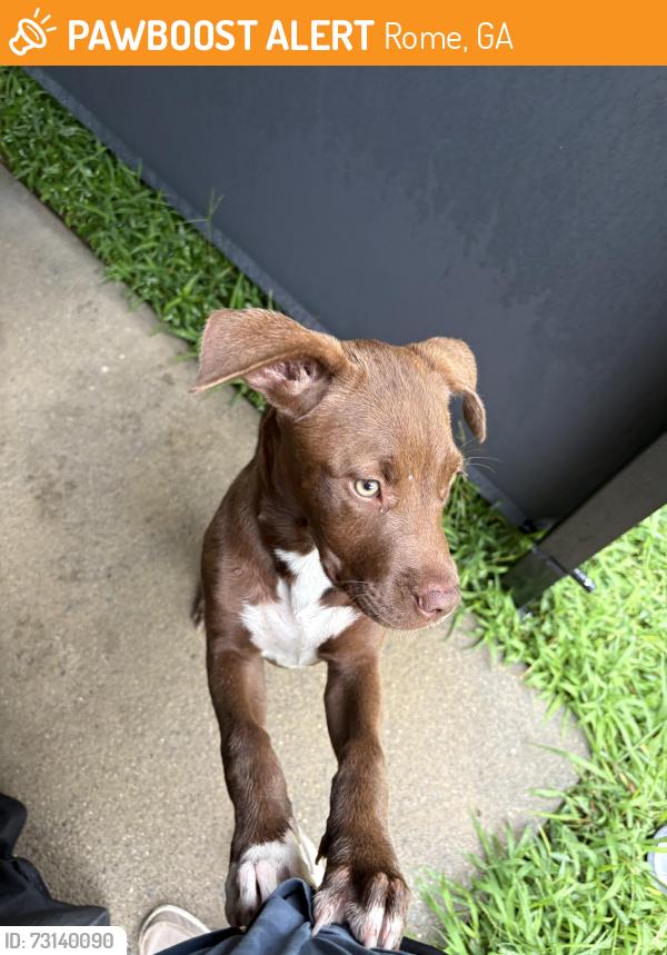 Found/Stray Female Dog last seen Elliot and hunters glen, Rome, GA 30165