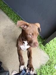 Found/Stray Female Dog last seen Elliot and hunters glen, Rome, GA 30165