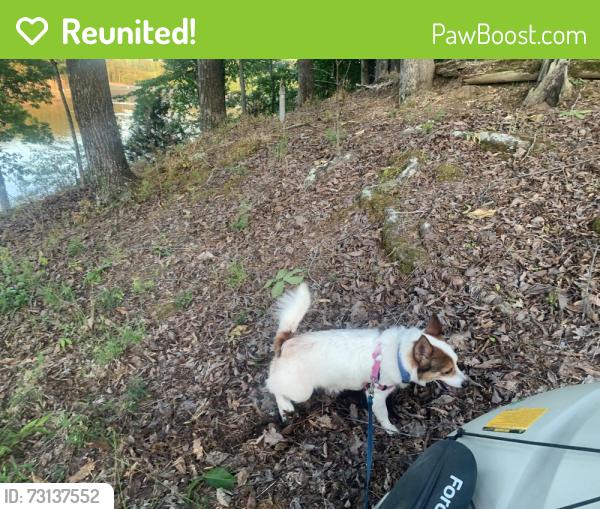 Reunited Female Dog last seen Woods by Dollar general, Birmingham, AL 35214