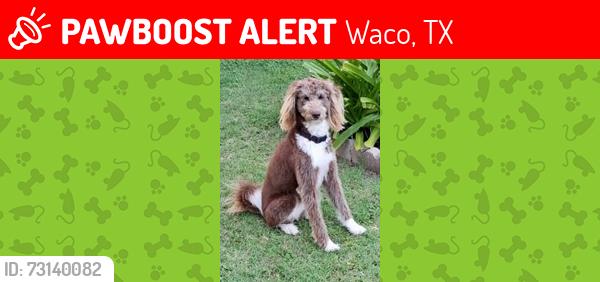 Lost Female Dog last seen Alta Vista Drive and 35 Freeway, Waco, TX 76706