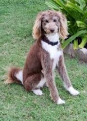 Lost Female Dog last seen Alta Vista Drive and 35 Freeway, Waco, TX 76706