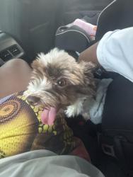 Found/Stray Female Dog last seen Street, Baltimore, MD 21206