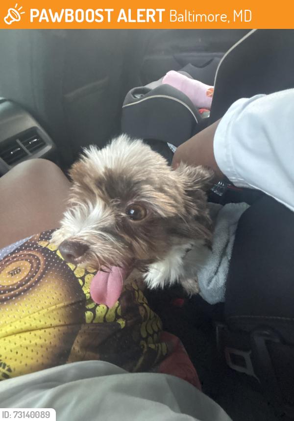Found/Stray Female Dog last seen Street, Baltimore, MD 21206