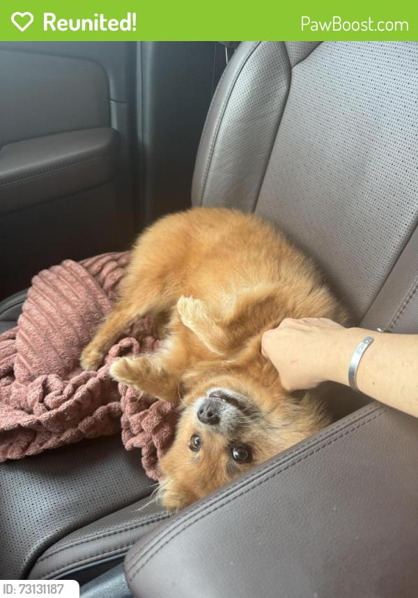 Reunited Female Dog last seen Hale st, Burlington, NC 27217