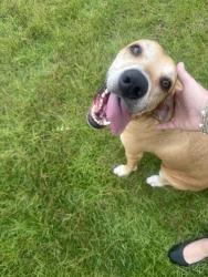 Found/Stray Male Dog last seen OFallon neighborhood, Mobile, AL 36695