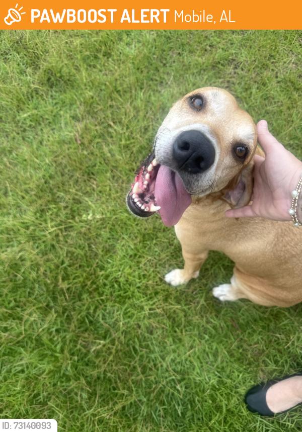 Found/Stray Male Dog last seen OFallon neighborhood, Mobile, AL 36695
