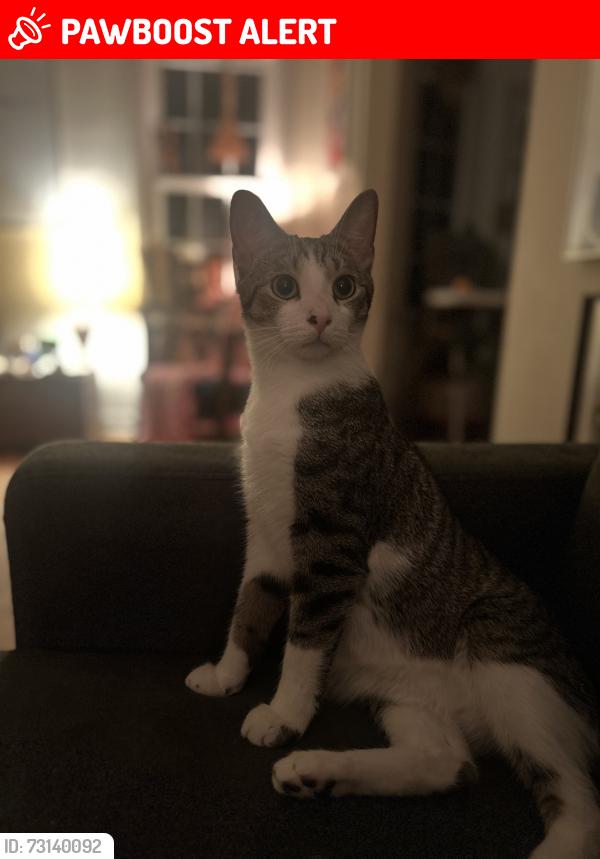 Lost Male Cat last seen Noble road, South Taylor, mayfield rd, noble elementary school, Cleveland Heights, OH 44121