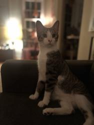 Lost Male Cat last seen Noble road, South Taylor, mayfield rd, noble elementary school, Cleveland Heights, OH 44121