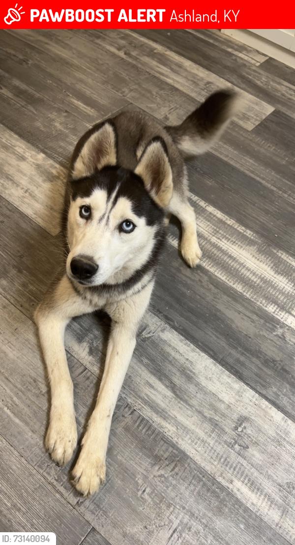 Lost Female Dog last seen Marsh hill, rosewood, lake Bonita rd, Ashland, KY 41102
