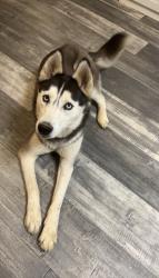 Lost Female Dog last seen Marsh hill, rosewood, lake Bonita rd, Ashland, KY 41102