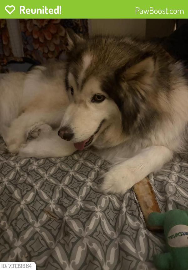 Reunited Male Dog last seen Gainsborough and Potters Road, Stallings, NC 28104
