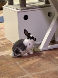 Found/Stray Unknown Rabbit last seen Ourlane Circle, Piney Point, TX 77024