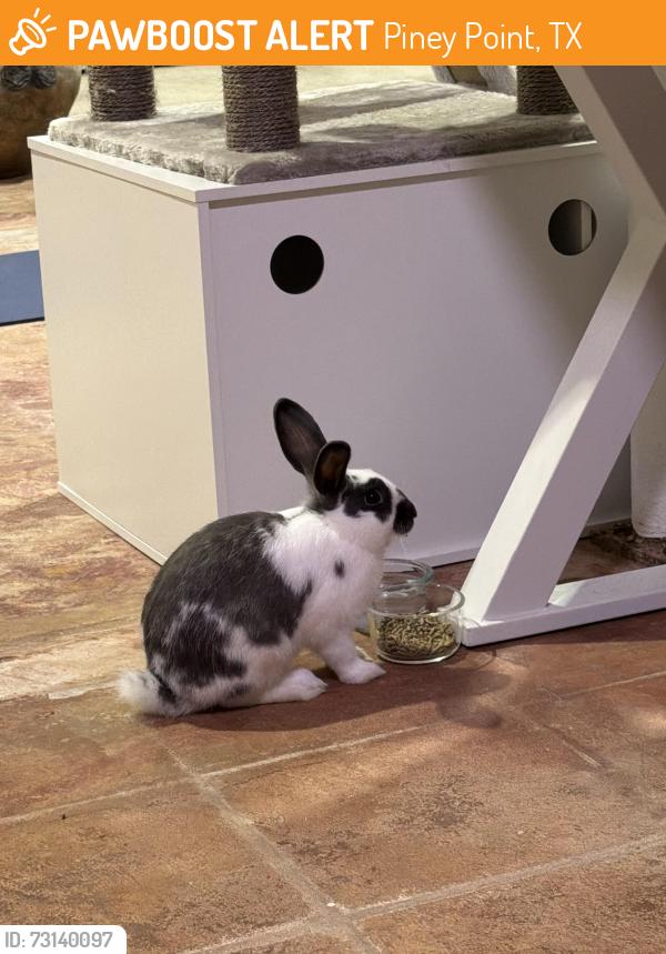 Found/Stray Unknown Rabbit last seen Ourlane Circle, Piney Point, TX 77024