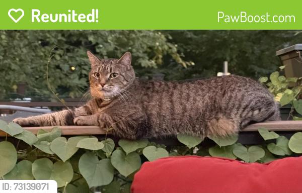 Reunited Male Cat last seen Near S. 48th St., Philadelphia PA 19143, Philadelphia, PA 19143