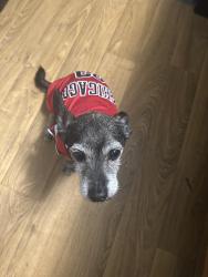 Reunited Male Dog last seen Pleasant Grove Dr, Missouri City, TX 77459, Sienna, TX 77459