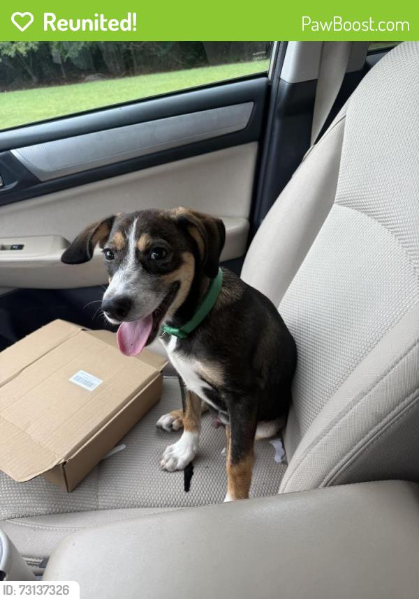 Reunited Male Dog last seen Hamilton Diagnostic Center parking lot, Dalton, GA 30720