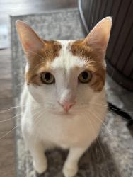 Lost Male Cat last seen Green Ave and Katella, Los Alamitos, CA 90720