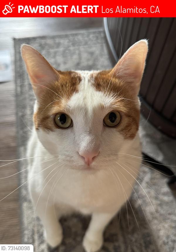 Lost Male Cat last seen Green Ave and Katella, Los Alamitos, CA 90720