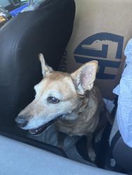Reunited Unknown Dog last seen Port St Lucie, Port St. Lucie, FL 34986