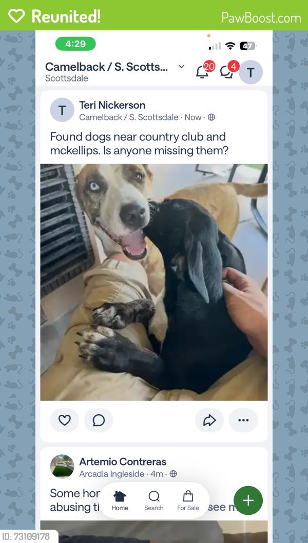 Reunited Unknown Dog last seen Country club and mckellips, Mesa, AZ 85201