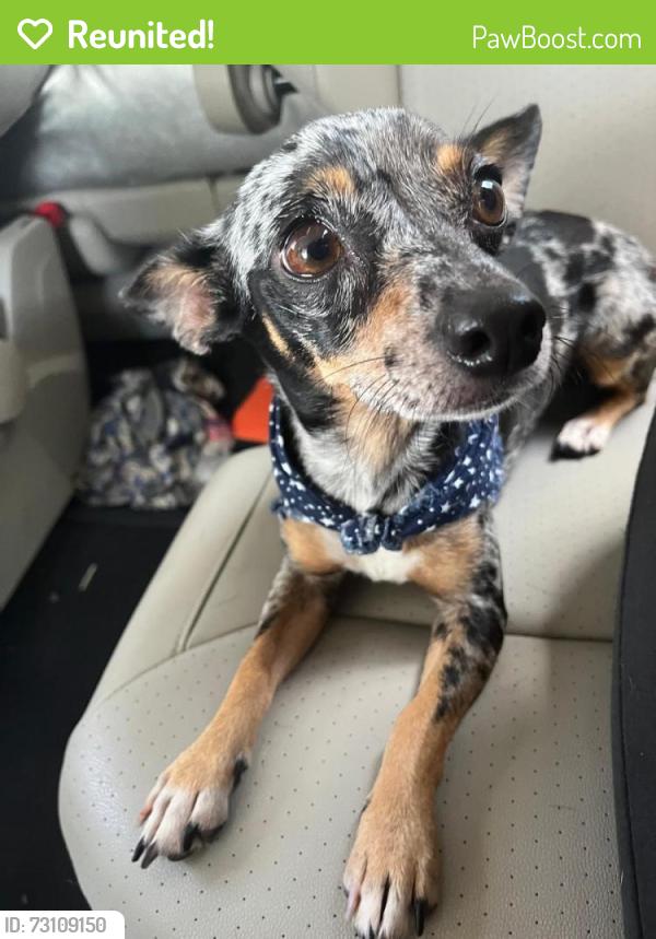 Reunited Female Dog last seen Leanna Denae Ave & Sycamore, Sharyland, Mission, TX 78572
