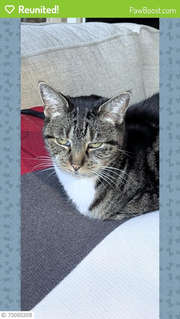 Reunited Female Cat last seen Roswell Road, Sandy Springs, GA 30350