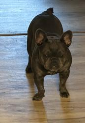 Reunited Female Dog last seen Perth rd, Troutman, NC 28166