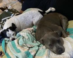 Lost Female Dog last seen 14th street, Abilene, TX 79605