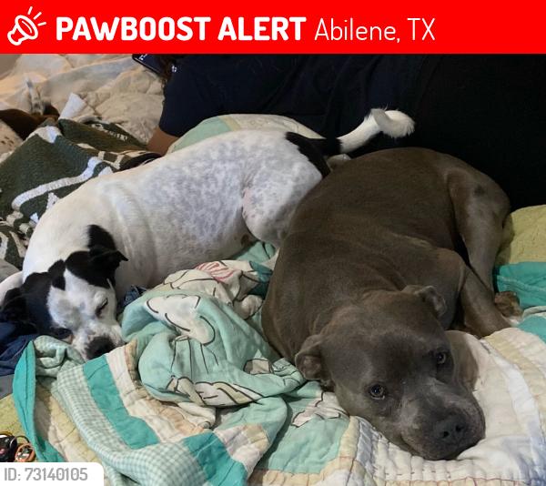 Lost Female Dog last seen 14th street, Abilene, TX 79605